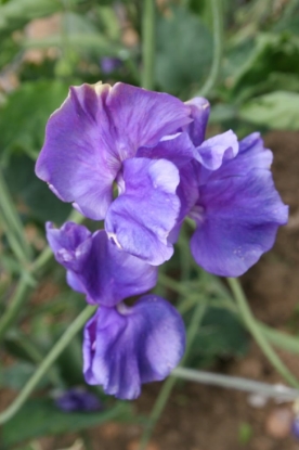 Picture of Sweet Pea Blue Danube